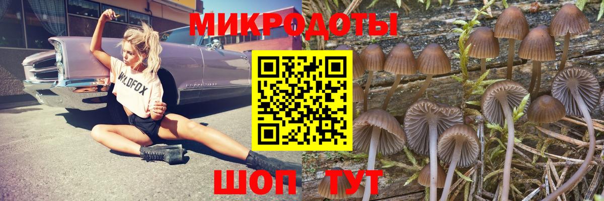 Псилоцибиновые грибы Psilocybe Чехов